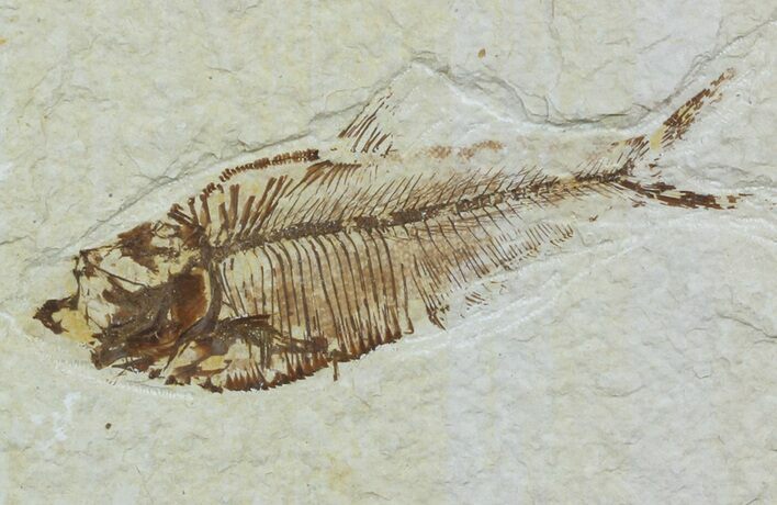Bargain Diplomystus Fossil Fish - Wyoming #51810